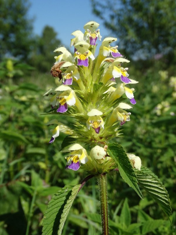 Живучка пирамидальная - Ajuga pyramidalis
