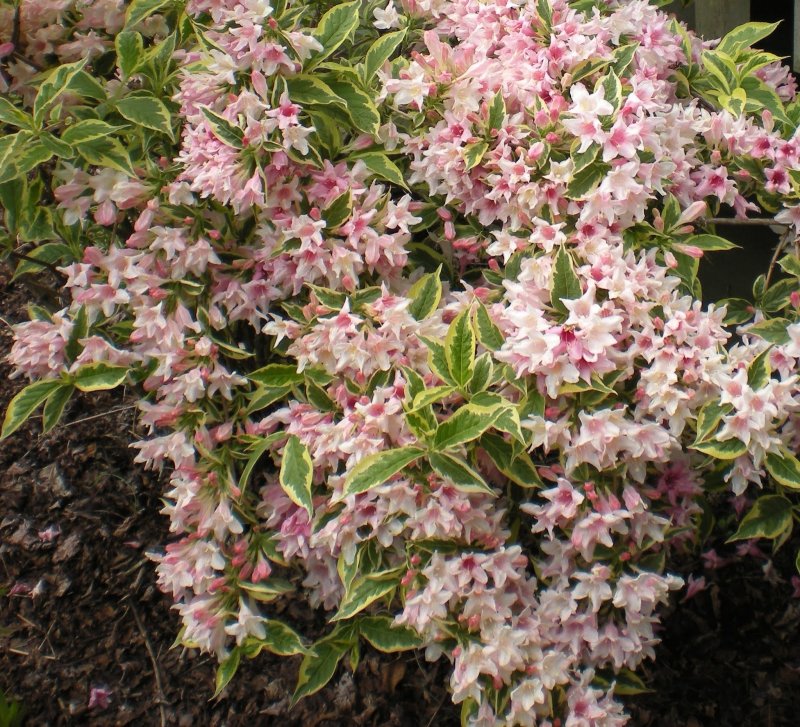 Вейгела Цветущая rosea