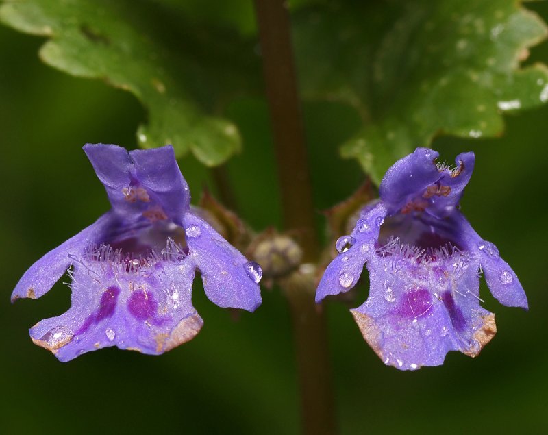 Яснотковые Lamiaceae
