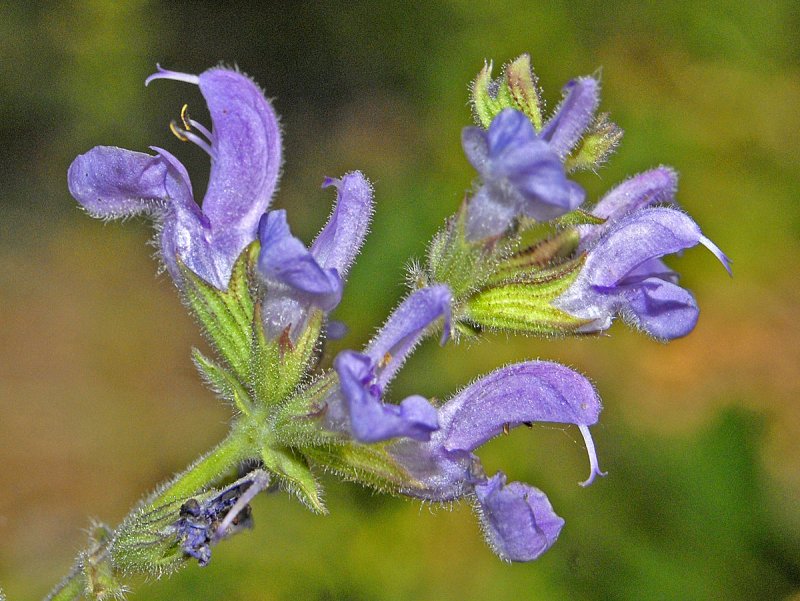 Яснотковые Lamiaceae