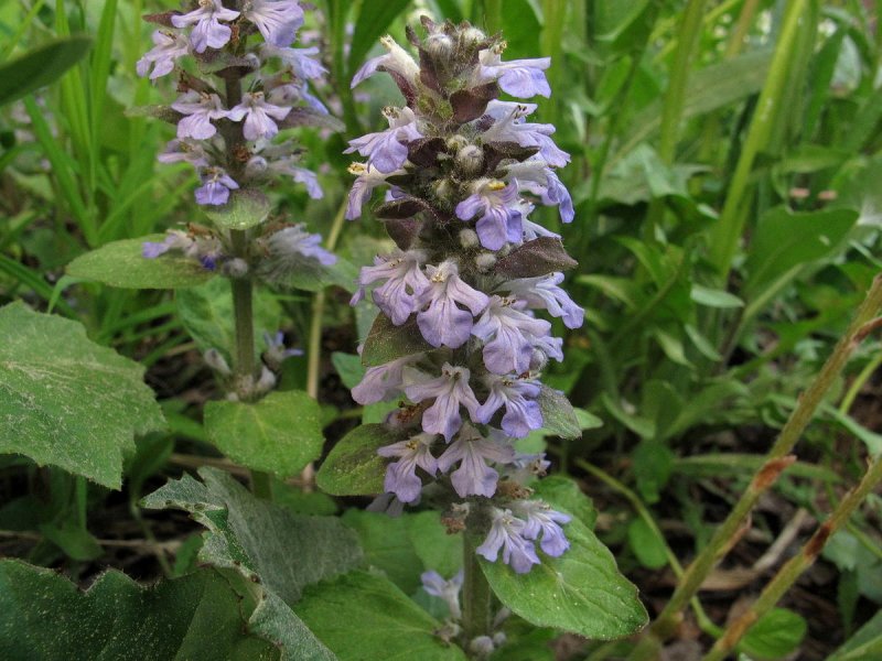 Stachys palustris