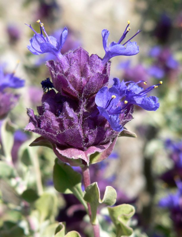 Lamiaceae цветки