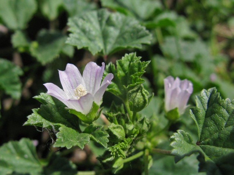 Просвирник приземистый (Malva pusilla