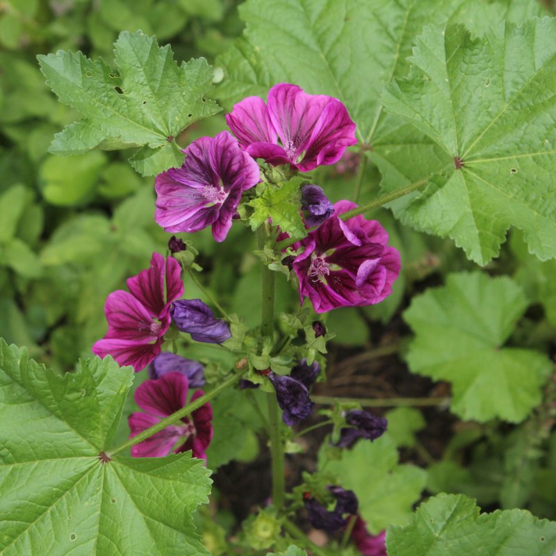 Просвирник Лесной - Malva Sylvestris