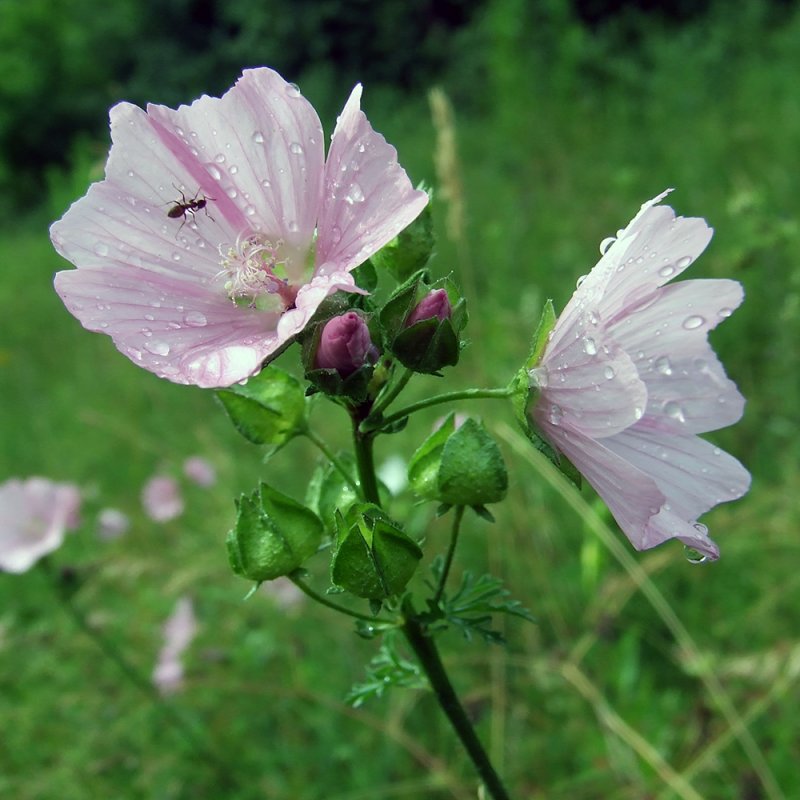 Мальва moschata
