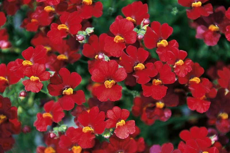 Немезия Sunsatia Plus Cherry on Ice