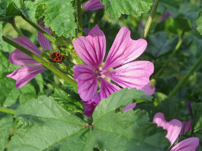 Мальва Лесная/ Malva Sylvestris