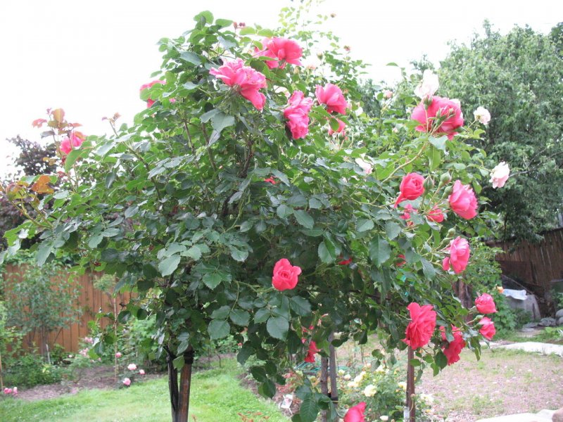 Rosarium Uetersen роза на штамбе