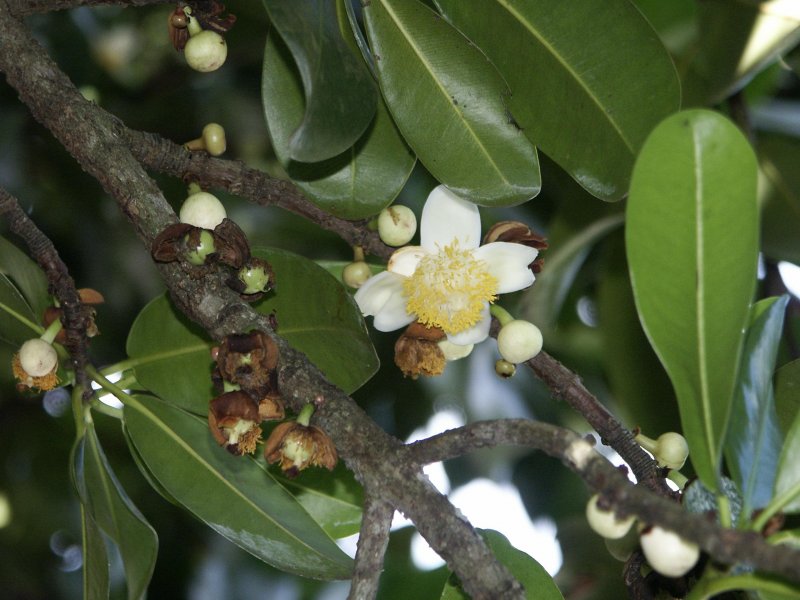 МАММЕЯ американская (MAMMEA Americana).