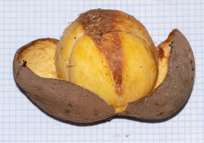 МАММЕЯ Сиамская