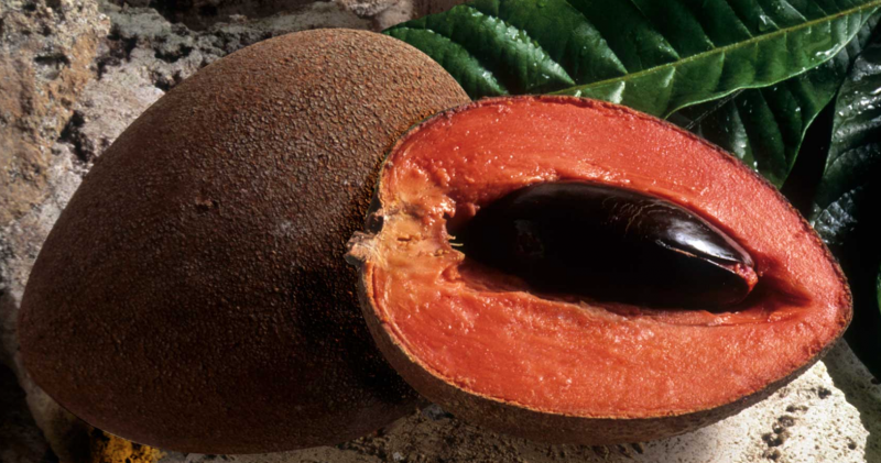 Мексика фрукты Mamey