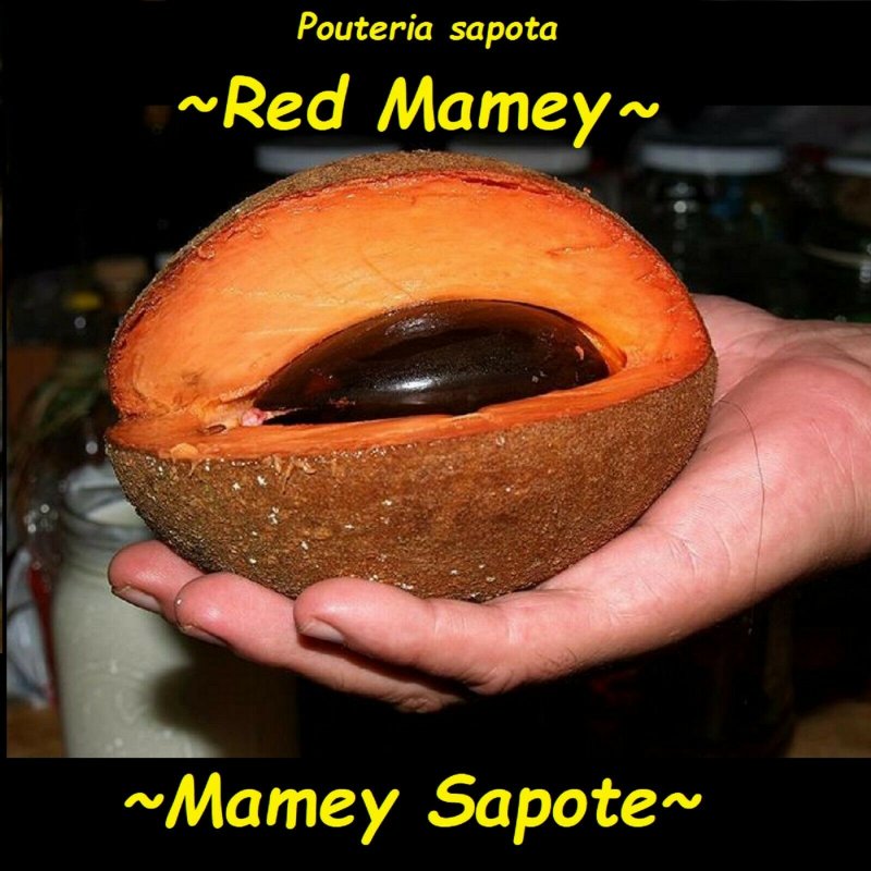 Мамей сапота фрукт