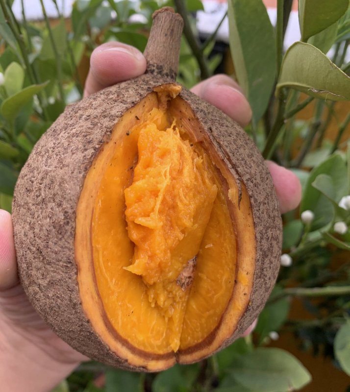 МАММЕЯ фрукт