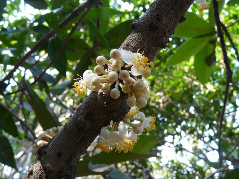 Ochrocarpus Siamensis растение