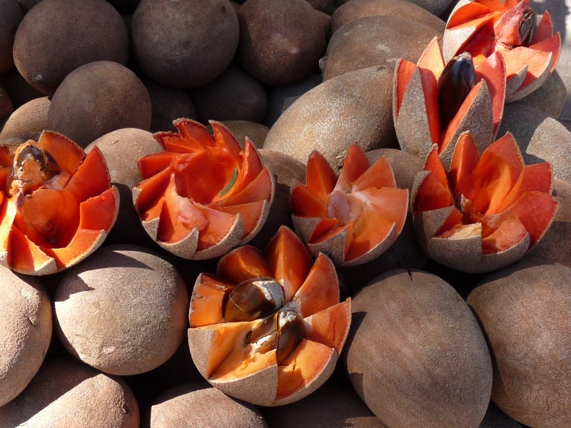 Mamey фрукт