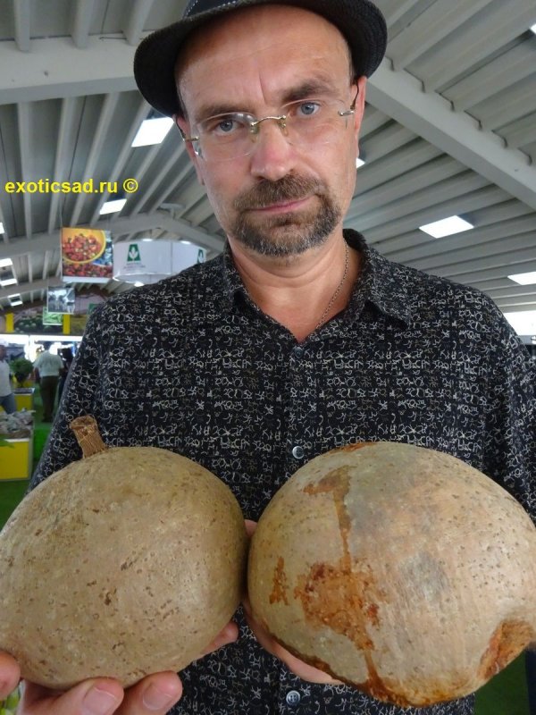 Аммей Маммей