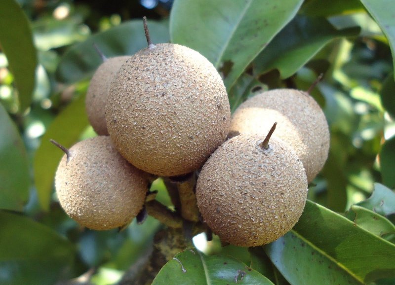 Manilkara hexandra