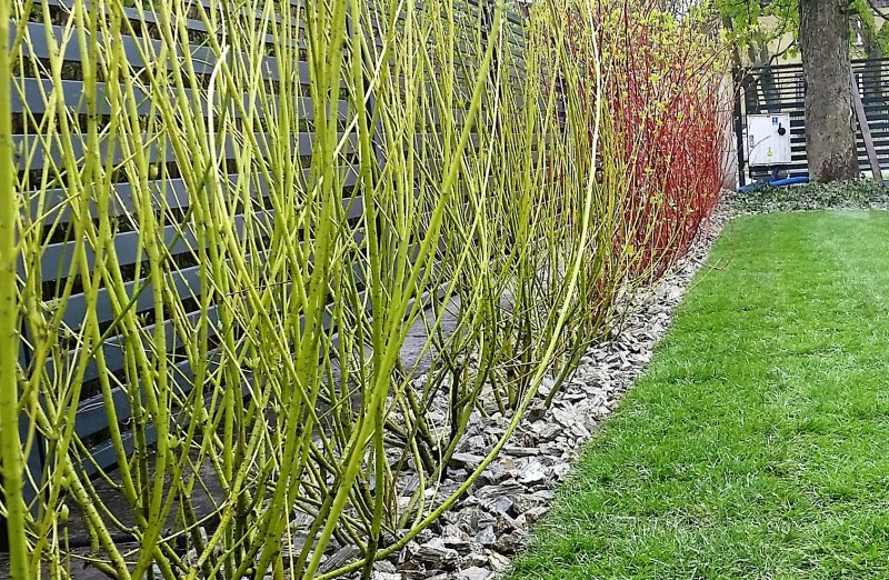 Дерен # белый Cornus Alba sibirica Cut