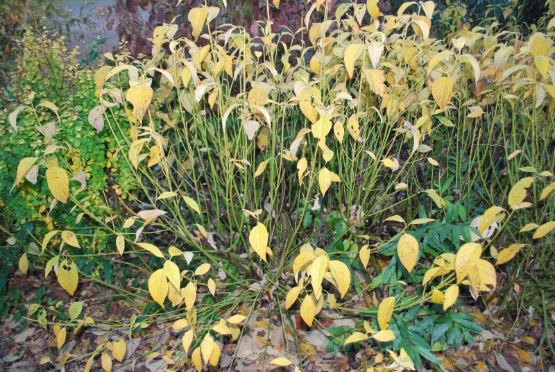 Cornus Flaviramea