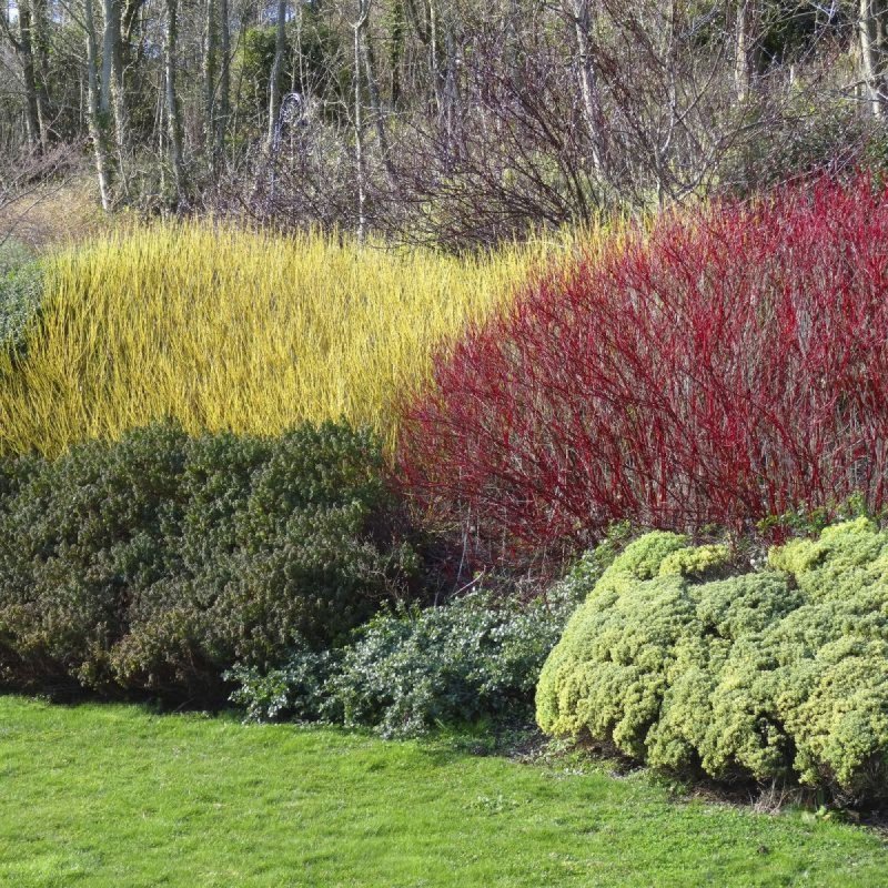 Дерен Westonbirt