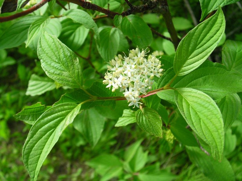 Дерен Свидина кустарник