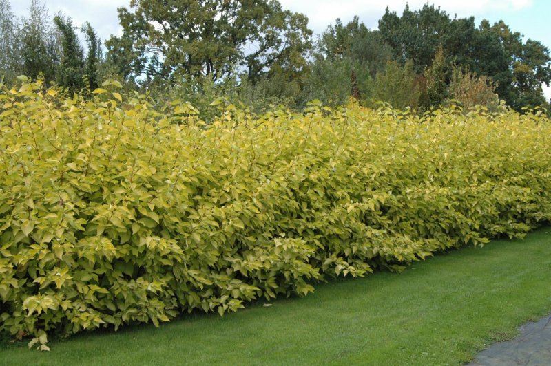 Дерен Cornus Alba sibirica