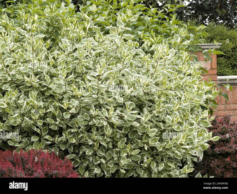 Дерен Hedgerow's Gold