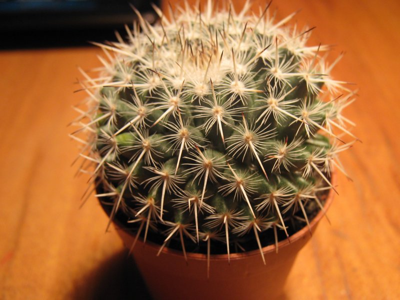 Кактусы Mammillaria karwinskiana