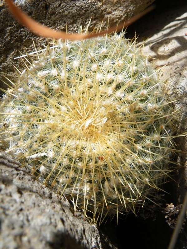 Mammillaria компресса