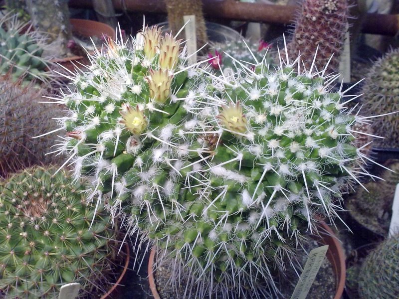 Кактус Mammillaria karwinskiana SSP. Nejapensis