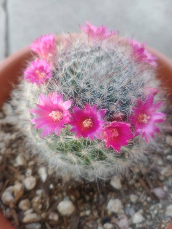 Mammillaria растет сквозь кашпо