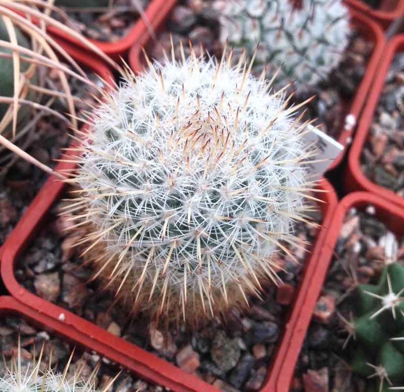 Кактус Mammillaria voburnensis