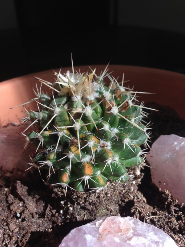 Маммиллярия бокасана (Mammillaria bocasana)