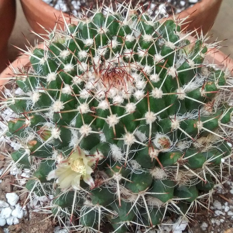 Mammillaria mammillaris