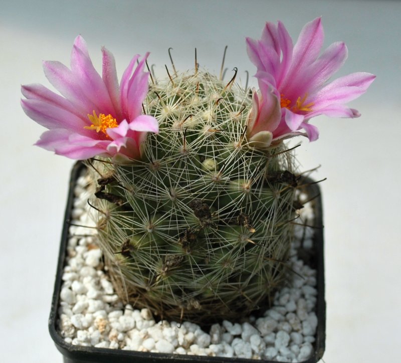 Кактусы Mammillaria karwinskiana