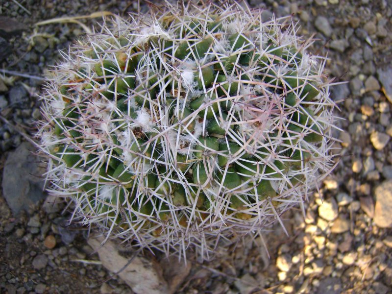 Кактус Mammillaria voburnensis