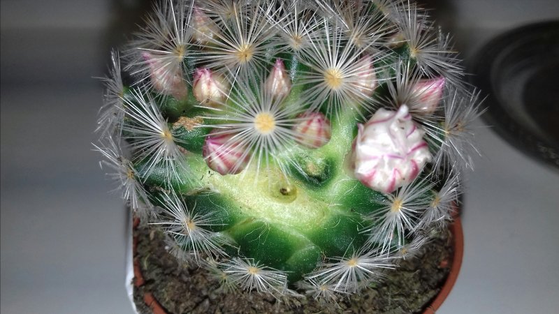 Mammillaria collinsii