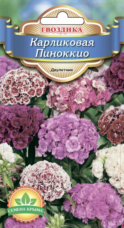 Гвоздика турецкая Пиноккио карликовая махровая