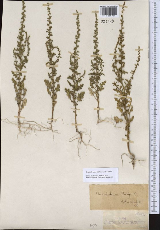 Chenopodium Botrys
