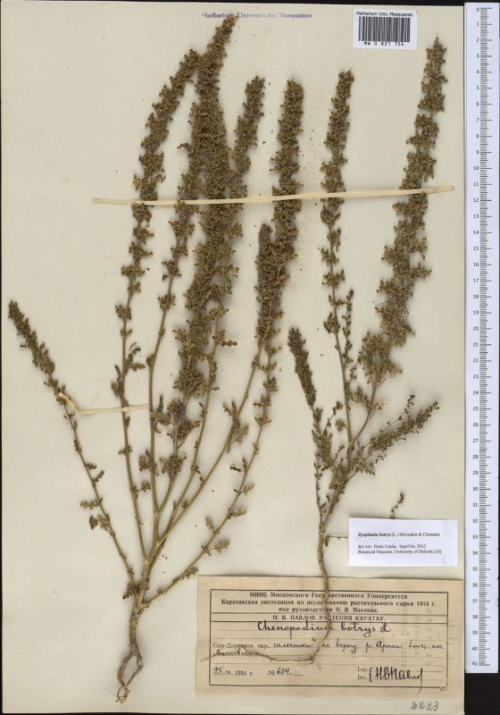 Chenopodium Botrys
