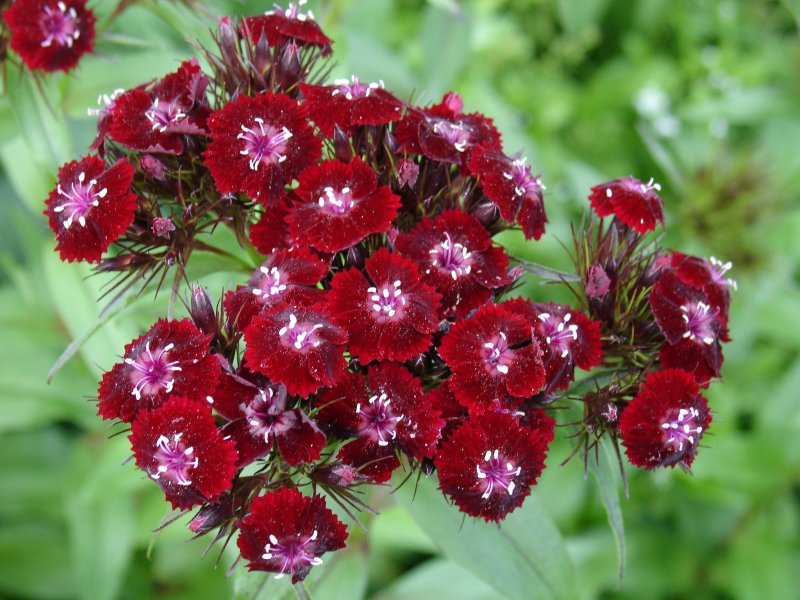 Гвоздика турецкая (Dianthus barbatus)