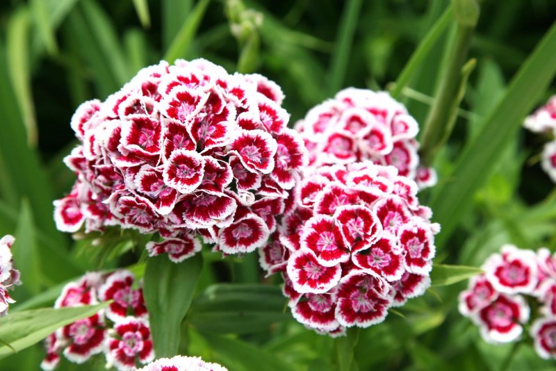 Гвоздика турецкая Dianthus Dash f1