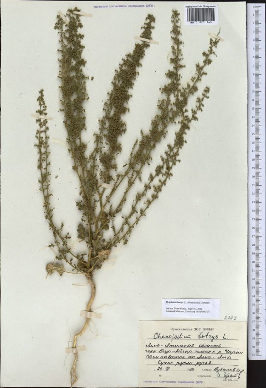 Chenopodium Botrys l.