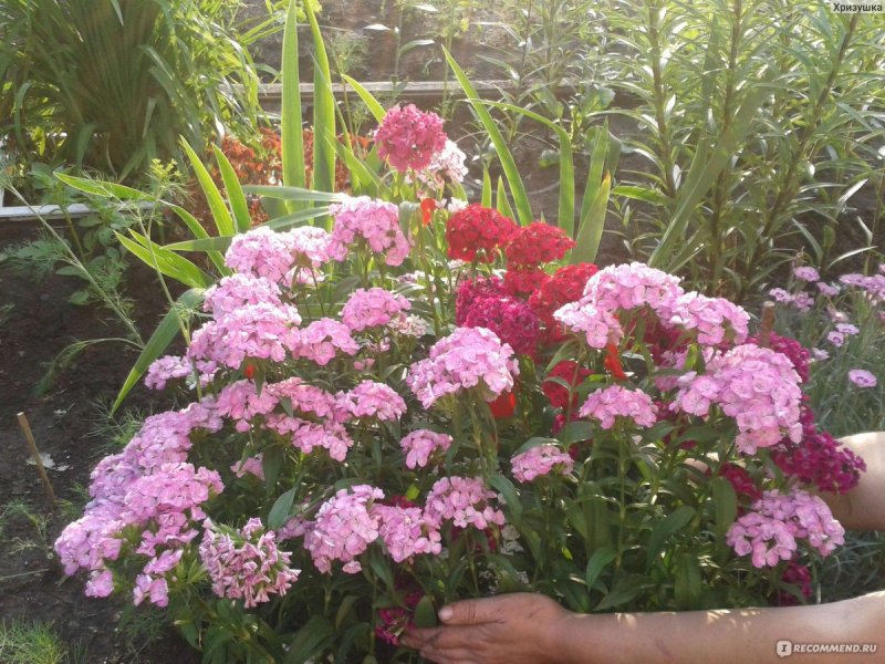 Dianthus Pinocchio
