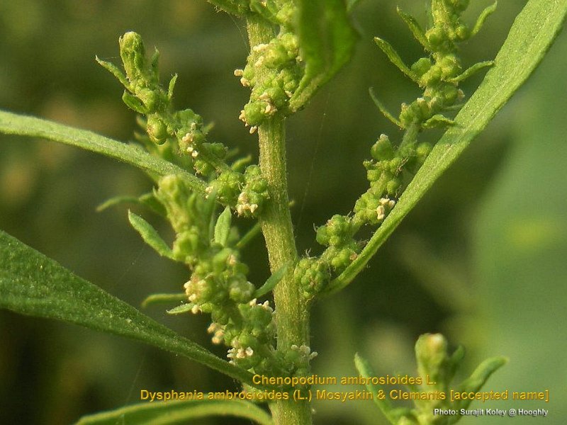 Марь белая (Chenopodium album)