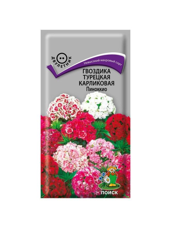 Гвоздика турецкая