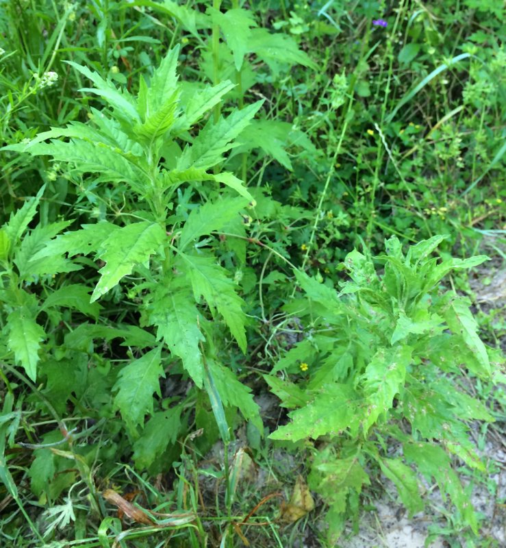 Марь белая (Chenopodium album)