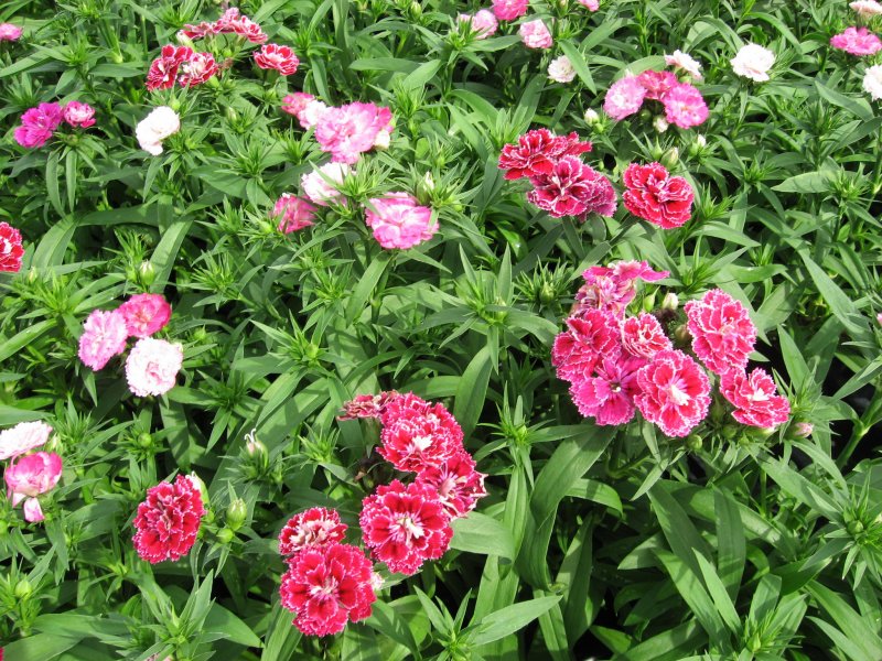 Гвоздика бородатая - Dianthus barbatus