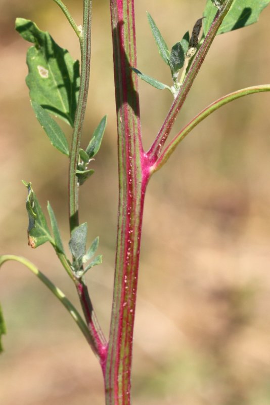 Марь белая (Chenopodium album l.)