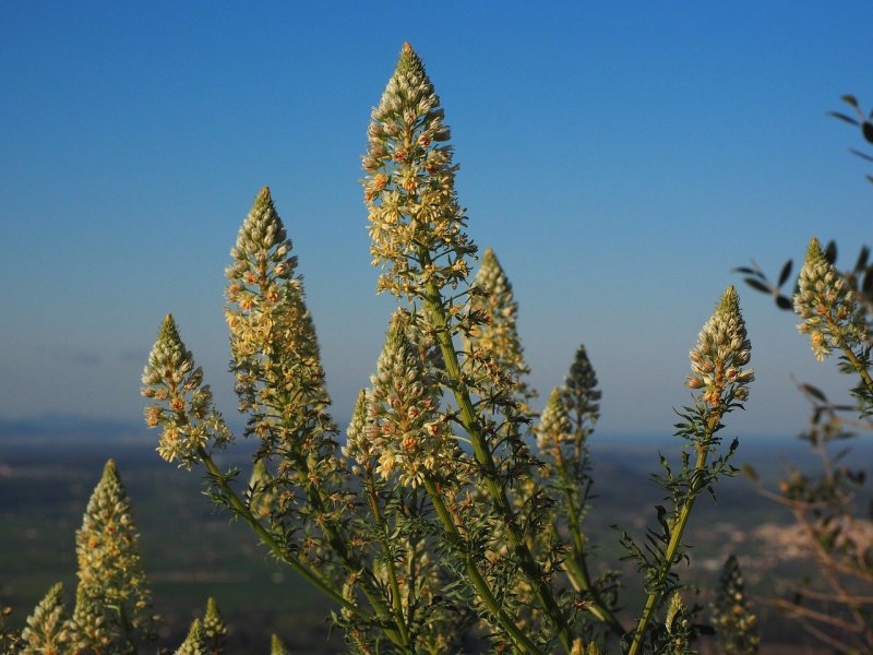 Марь (Chenopodium)